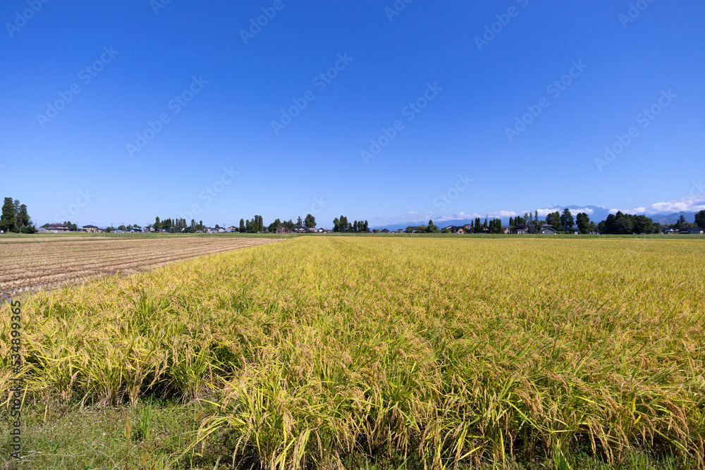 Paddy rice field just before harvest in Asia