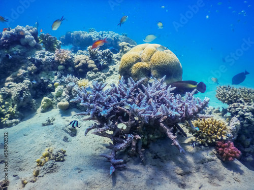 Fototapeta Naklejka Na Ścianę i Meble -  incredible beautiful different corals in the red sea on vacation