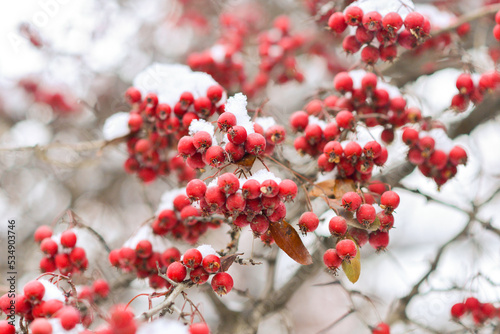 Red berries of viburnum or mountain ash under the snow on a tree