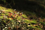The reddish lingonberry leaves grow in the forest among the moss and are illuminated by the rays of the sun.