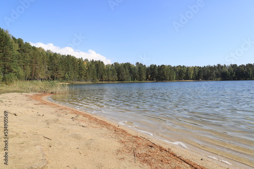 An empty sandy beach with fallen yellow pine needles on the lake, and a strip of forest along the shore.