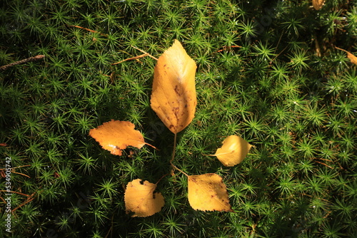 Five fallen yellow leaves lie on the moss in the autumn coniferous forest.