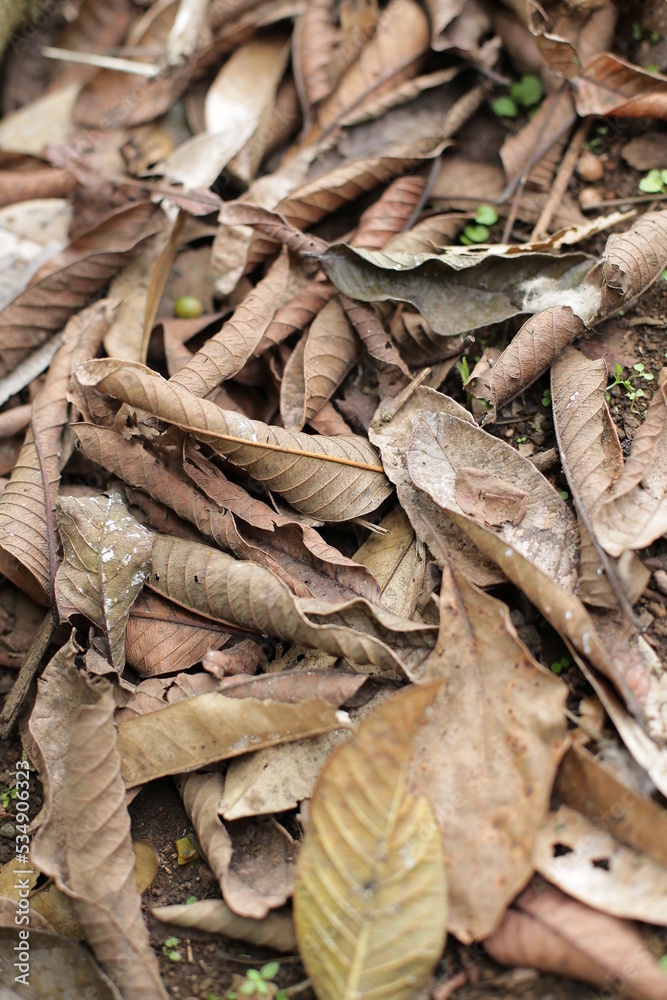 dry leaves scattered on the ground dry leaves scattered on the ground