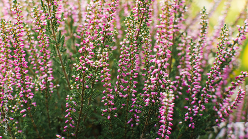 Lilac pink heather blooms in autumn in the garden close-up. Natural background