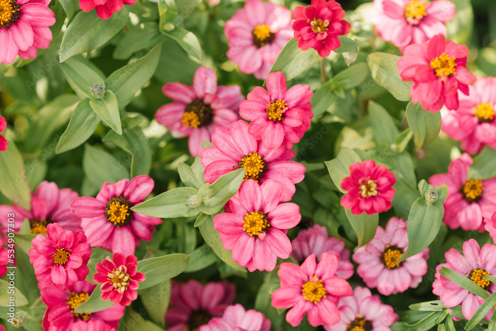 Bright pink zinnia flowers in the garden in summer Bright pink zinnia flowers in the garden in summer
