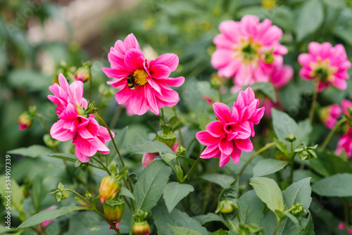 Bright pink dahlia flower blooms in the garden in summer