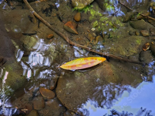 Yellow leave in water
