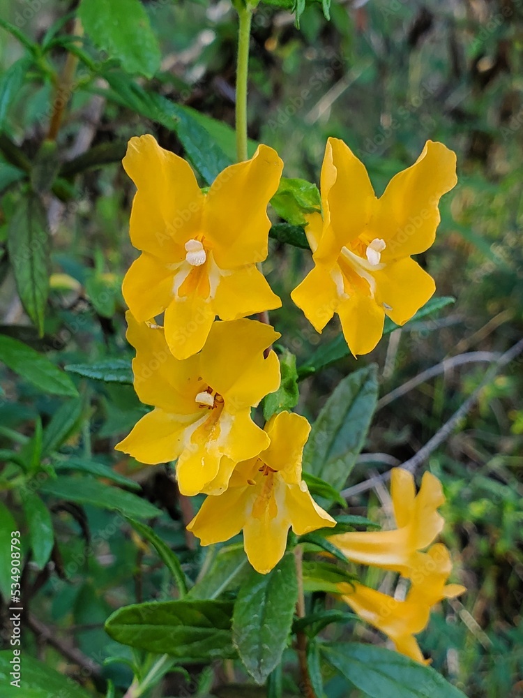 Fototapeta premium yellow flowers in spring 