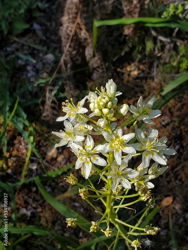 Fototapeta Naklejka Na Ścianę i Meble -  flowers in the woods