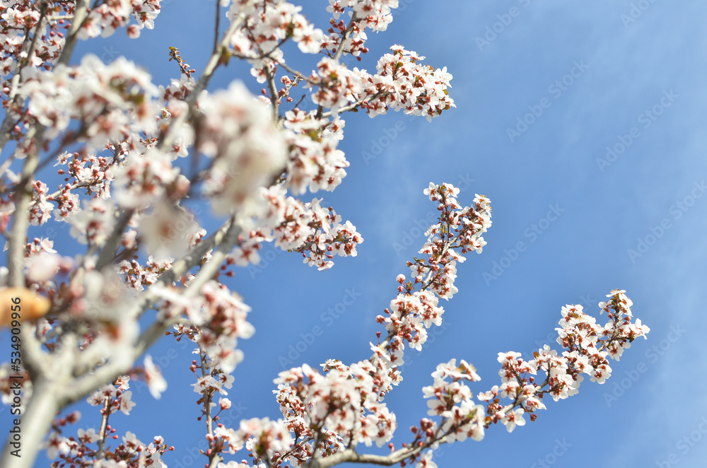 blossom in spring blossom in spring