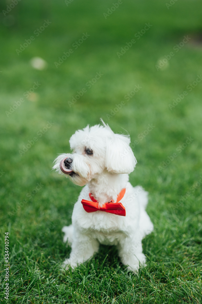 Small cute puppy of maltese dog sitting in the grass. White fluffy fur