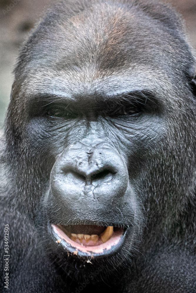 portrait of a large male gorilla portrait of a large male gorilla