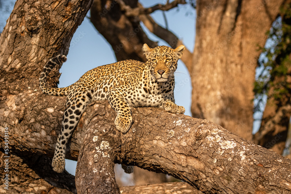 Fototapeta premium Male leopard ( Panthera Pardus) relaxing in a tree, Sabi Sands Game Reserve, South Africa.