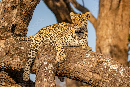 Male leopard   Panthera Pardus  relaxing in a tree  Sabi Sands Game Reserve  South Africa.