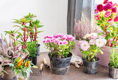 Planting autumn flowers in pots  decorating a balcony or terrace in autumn  chrysanthemums planting  heather and impatiens  rosemary and pepper