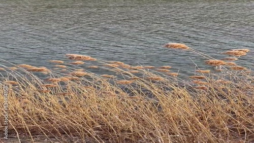 reeds swaying in the wind in the lake