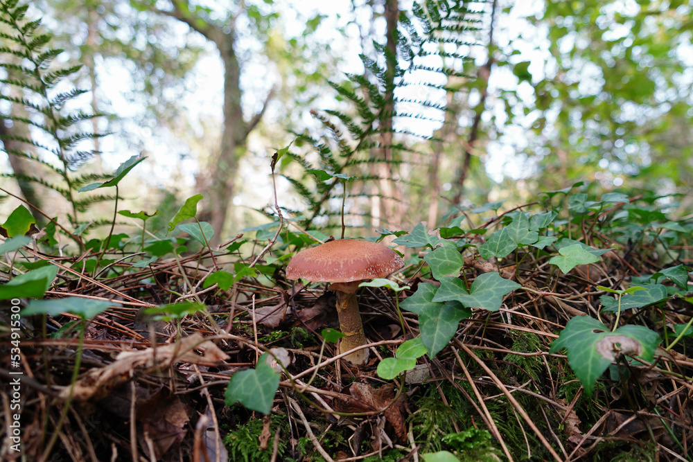 Un champignon qui pousse dans une forêt en automne Stock Photo Adobe Stock