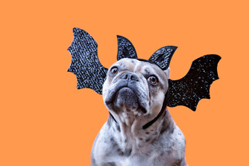 French Bulldog dog wearing Halloween bat headband with wings and ears on orange background