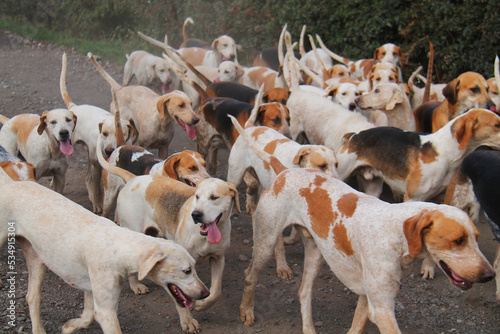 A Pack of Well Trained Hunting Hound Dogs.