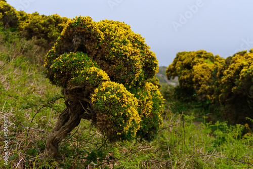  Ulex bush (commonly known as gorse, furze, or whin) on the Irish island of Howth