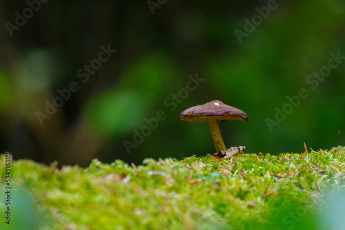 small mushroom growing on moss in a dark forest