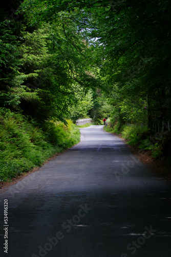 narrow Irish road through a forest lined wish lush green trees in spring
