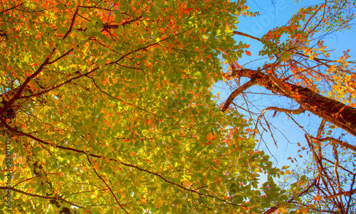 Autumn landscape of bottom view of the fresh multicolor foliage along the trunk of a tree