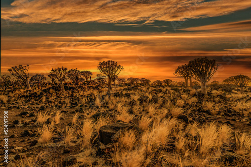 Desert landscape with with quiver trees (Aloe dichotoma), Northern Cape, South Africa