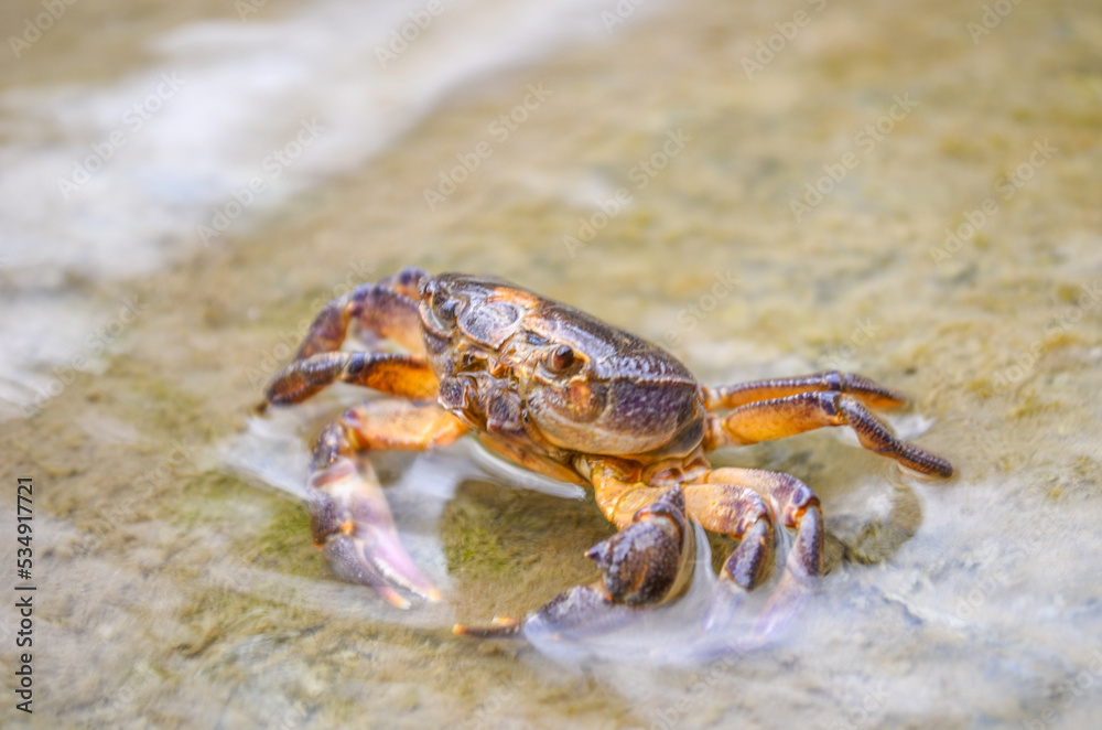 crab on the beach