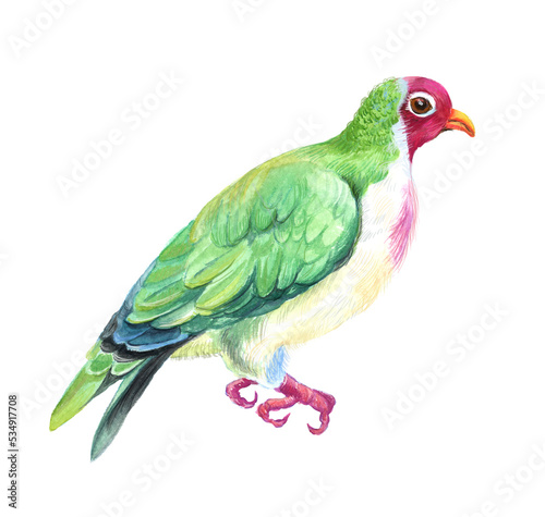 Watercolor tropical bird . Transparent layer.