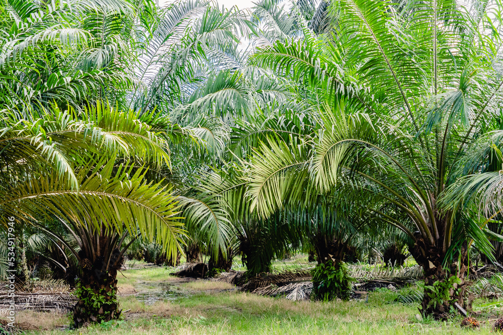 Oil palm plantation in Malaysia Oil palm plantation in Malaysia