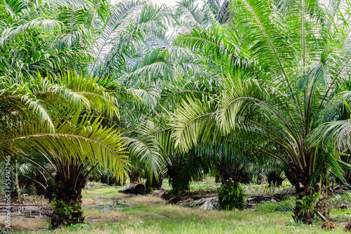 Oil palm plantation in Malaysia