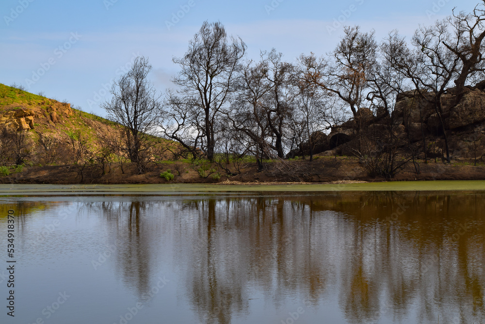 Obraz premium Nicholas Pond, Santa Monica Mountains