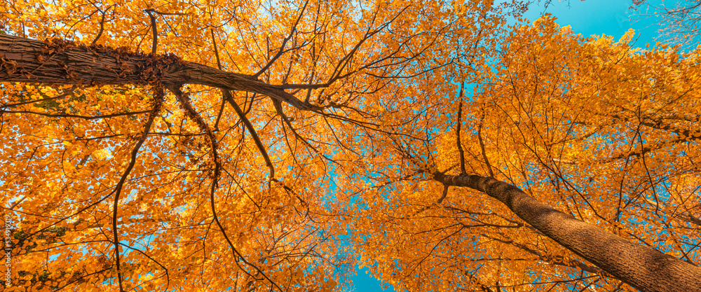 Autumn yellow leaves on blue sky background. Golden autumn concept. Sunny day, warm weather. Dream idyllic nature view, amazing landscape, freedom fall banner. Abstract nature autumn forest panorama Autumn yellow leaves on blue sky background. Golden autumn concept. Sunny day, warm weather. Dream idyllic nature view, amazing landscape, freedom fall banner. Abstract nature autumn forest panorama
