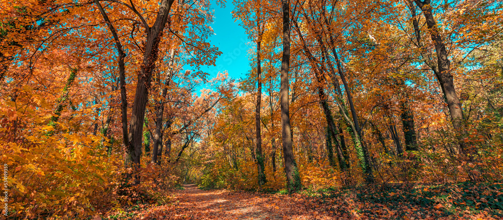 Obraz premium Sunlight orange golden leaves forest path in a park before sunset. Idyllic seasonal fall landscape autumn nature background, amazing freedom park footpath. Tranquil colorful environment. Majestic view