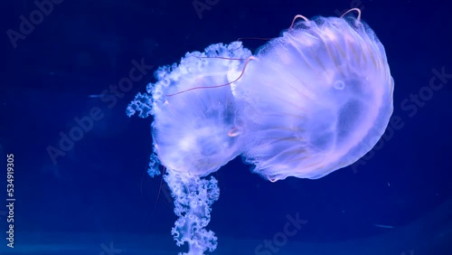 Deep sea jellyfish in complete darkness, slowly drifting and swimming, ancient incredible creature, animal. Slow methanolic motion of an ocean monster. Illuminescent body structure, underwater world. (ID: 534919305)