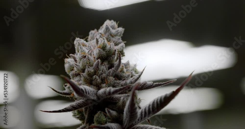 Black and white cannabis flower video close up