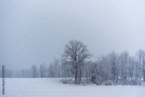 冬の風景、木