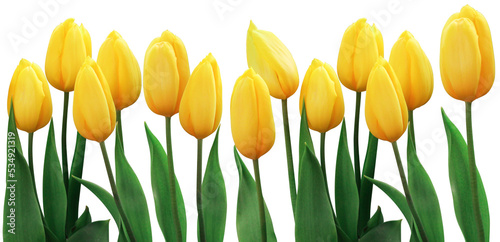 Yellow tulip flower with green leaf in tulip field. Spring day for postcard, beauty decoration and agriculture concept design.