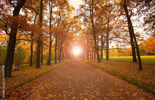 Gloden Autumn season with Beautiful romantic alley in a park with colorful trees and sunlight. autumn natural background