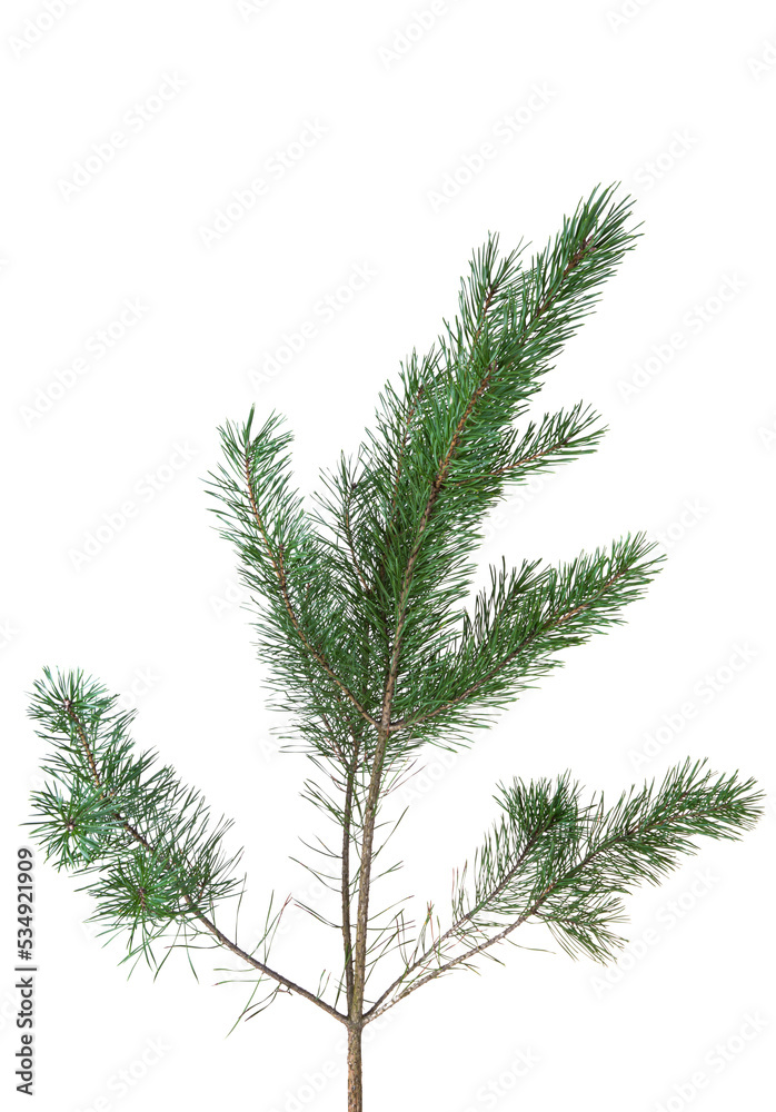 Pine branch isolated Pine branch isolated