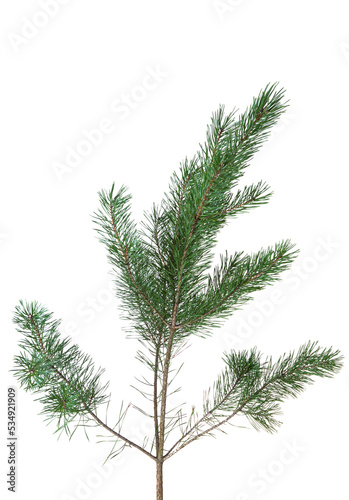 Pine branch isolated
