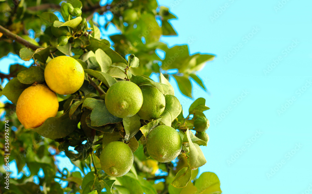 Branches with yellow and green lemon fruits over blue sky Branches with yellow and green lemon fruits over blue sky