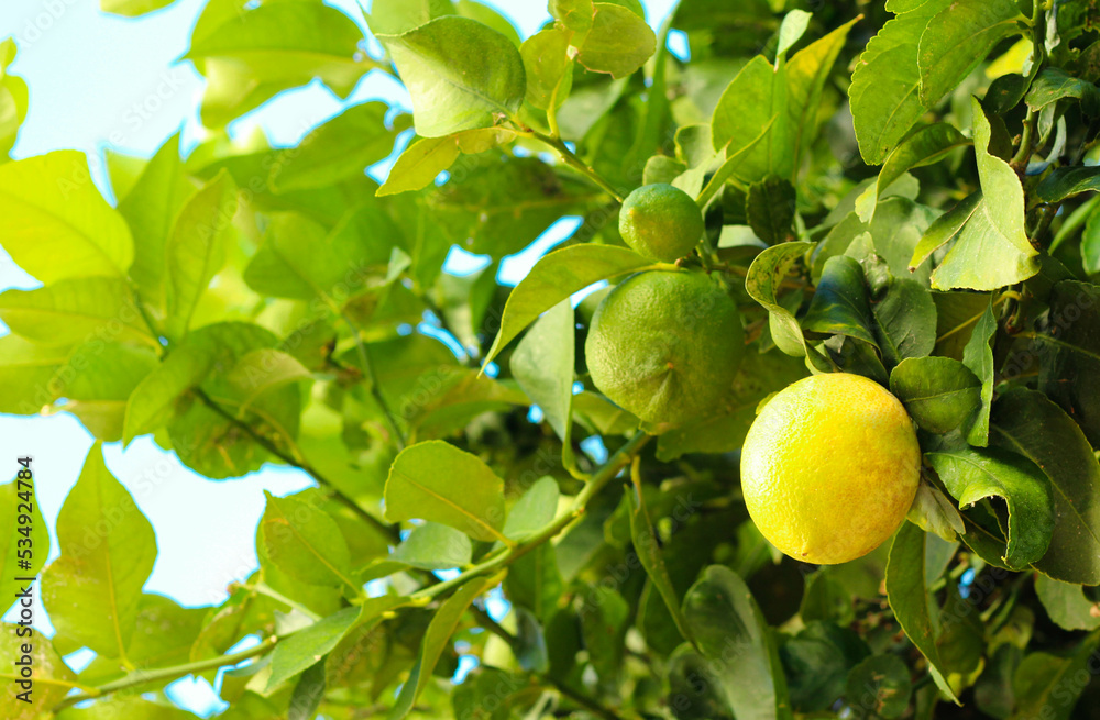  yellow and green lemon fruits