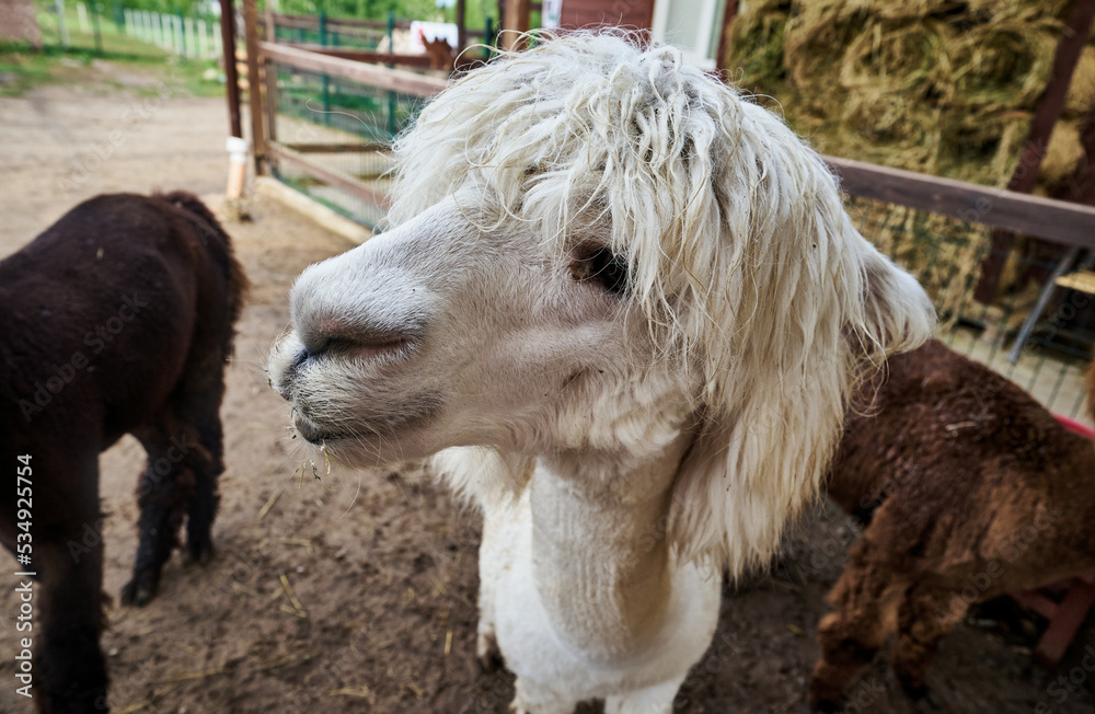 Hairy funny white alpaca face close-up portrait Hairy funny white alpaca face close-up portrait