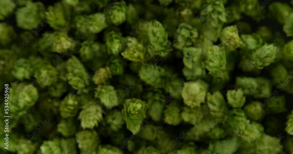 Super Slow Motion of Flying Fresh Hops Cones. Isolated on Black Background. Overhead Shot. Filmed on High Speed Cinema Camera, 1000fps. Super Slow Motion of Flying Fresh Hops Cones. Isolated on Black Background. Overhead Shot. Filmed on High Speed Cinema Camera, 1000fps.