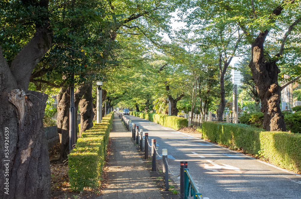 神宮外苑のケヤキ並木