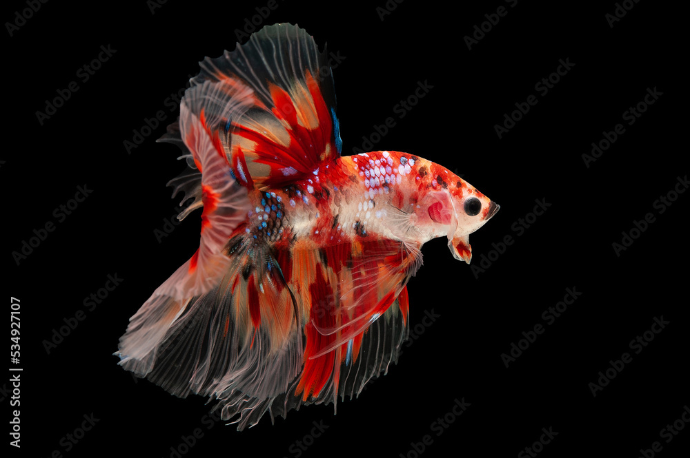 Fototapeta premium siam betta fish in thailand