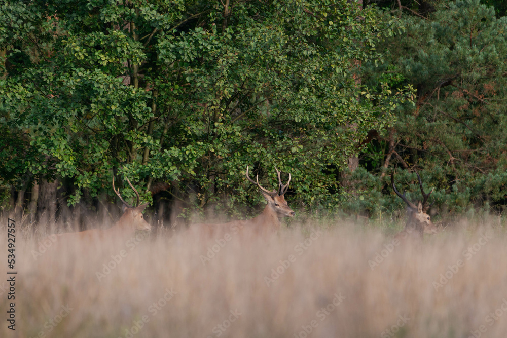 Jelenie na leśnej polanie pokrytej suchą żółtą trawą. Jest jesień, okres godowy jeleni. - obrazy, fototapety, plakaty 