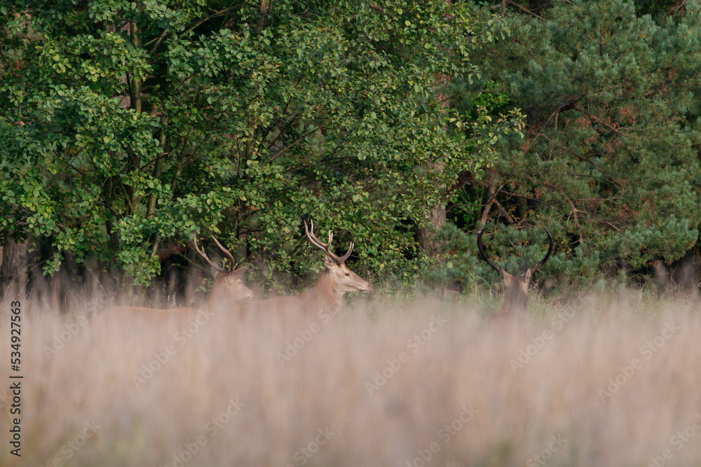 Jelenie na leśnej polanie pokrytej suchą żółtą trawą. Jest jesień, okres godowy jeleni.